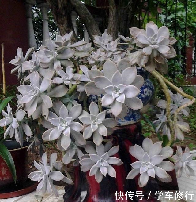 致敬张阿婆,一养十八年,宝石花盆栽成了“墙栽”,胜过九成老桩!