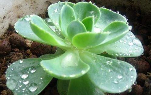 浇水|“3种花”一浇水就能活,客厅养一盆,花朵一开就成“瀑布”