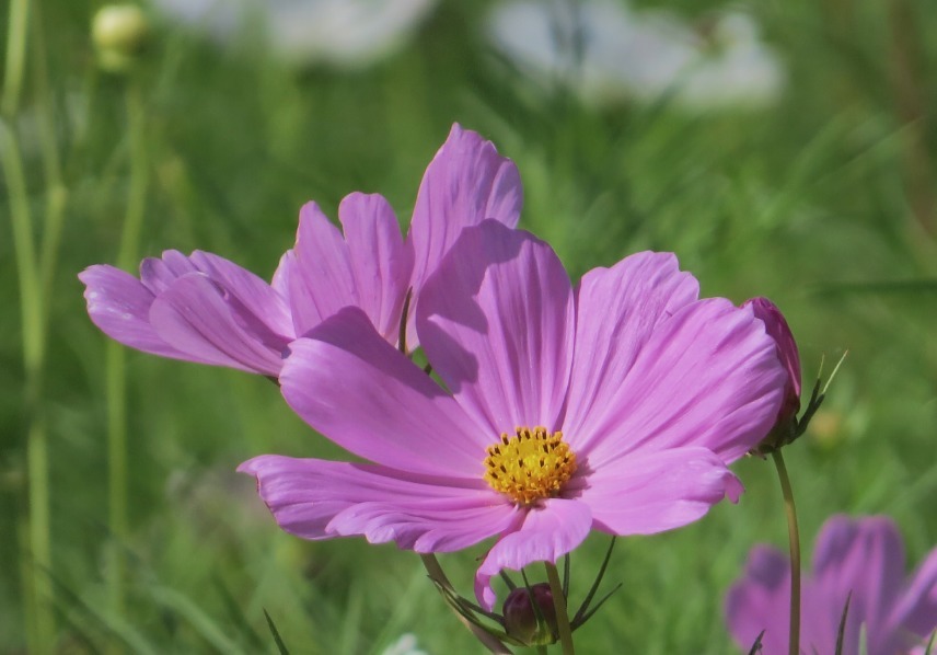 秋季养啥花这2种花,好养又好看,花色艳丽,阳台四季有花看
