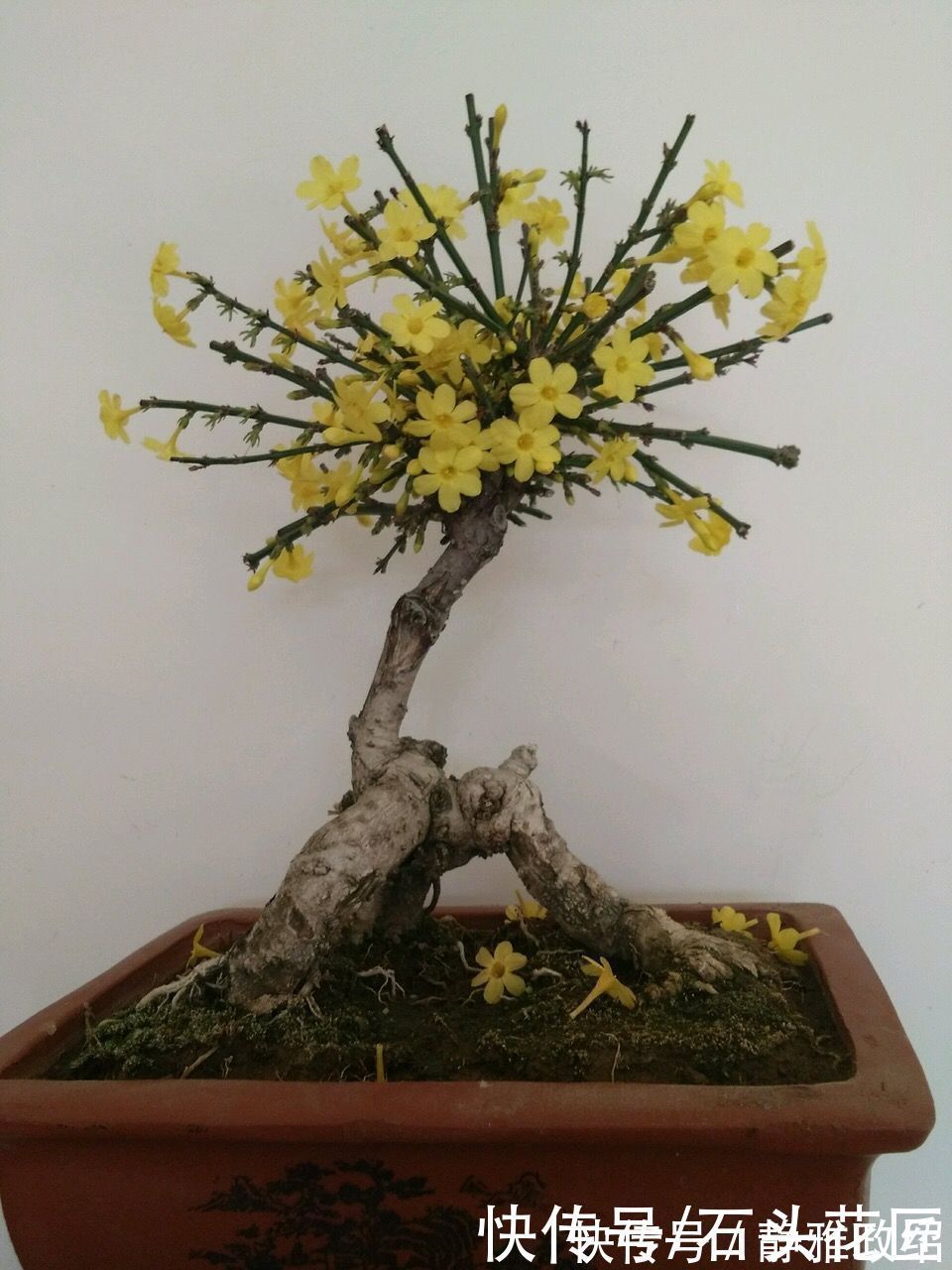 冬天“装死”的4种花，过冬不用管，明年早早就“开花”