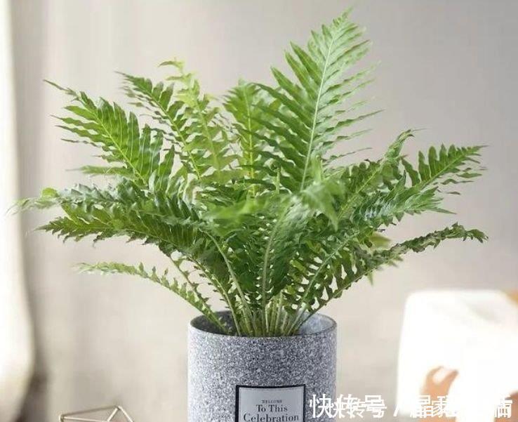 幸福树|客厅最适合养3种花，漂亮还能“旺财、旺运”，一养就上瘾