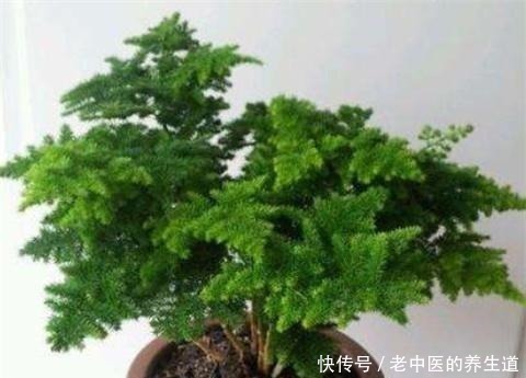 浇水|养好文竹,3个步骤,爆芽不停,郁郁葱葱猛蹿个!