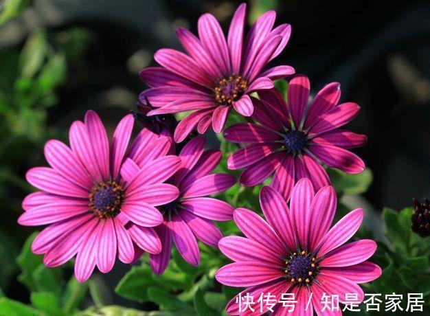 阳台上|从8月15日开始,家养此款花卉,芳香四溢,养在家中香飘满屋