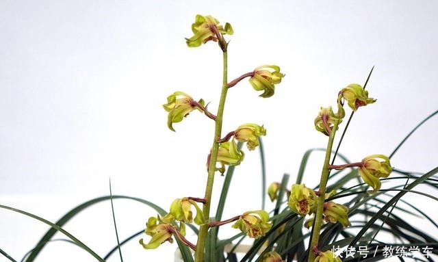 新手养兰花用腐殖土好,还是颗粒植料好4点建议,不容易养死!