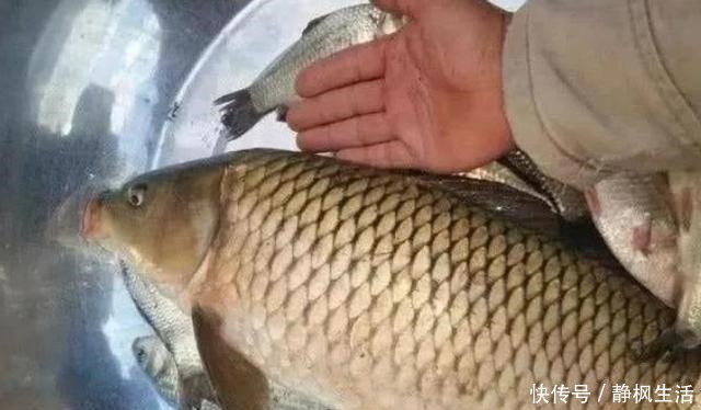 钓友|不吹不黑,鲤鱼再“狡猾”也得吃这饵,一般人我不说,切记莫忽视