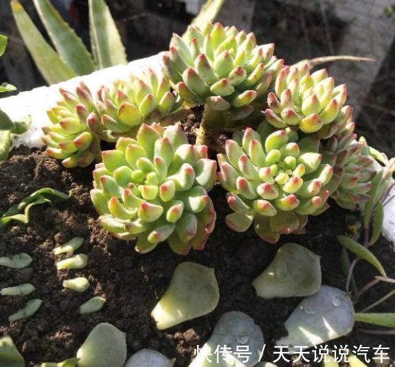 叶插|一个多肉小叶片,3个月后养爆盆,咋养的