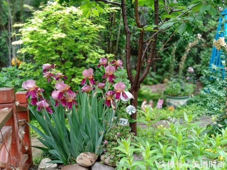 美好时光|花园改造：3年前买了栋带170㎡花园的房子，过上种花草的乡村生活