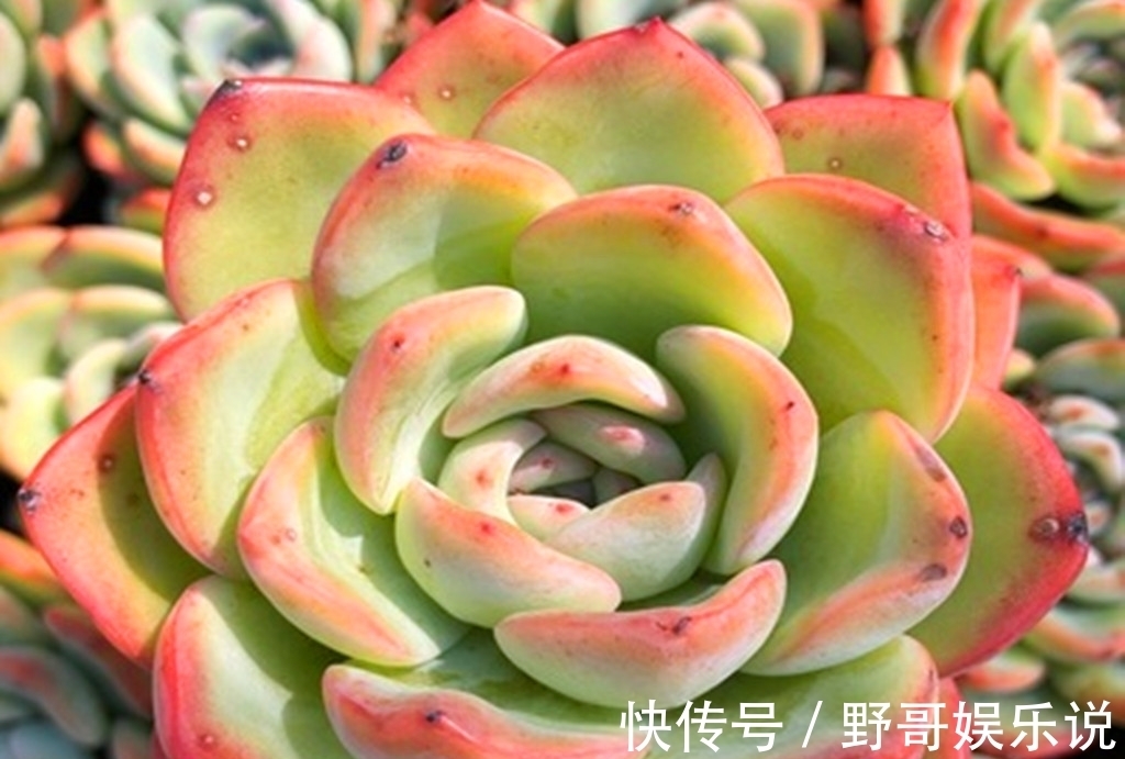 春天|多肉别名太多,一不小心就买重复,防不胜防,只能多学习点知识