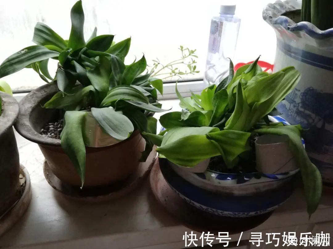 9种花特怕冷,低温浇水容易冻死,夜晚套袋子保暖