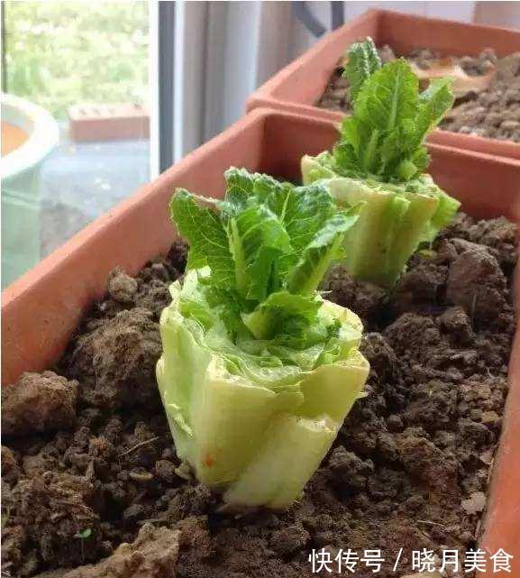 7种“蔬菜”冬天种，0度冻不死，吃一茬冒一茬，连续吃半年