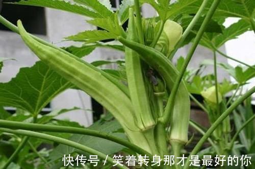 白芸豆|有糖尿病的人，坚持吃点“它”，血糖越来越低，比打胰岛素都强