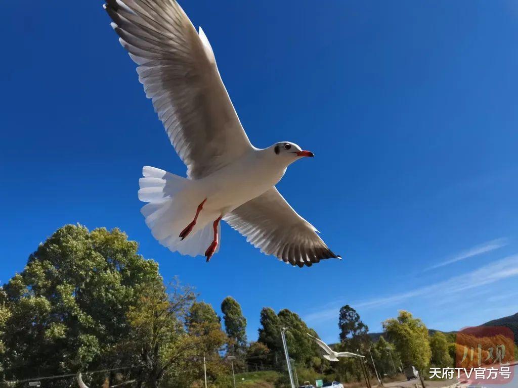 海鸥|海鸥“先头部队”飞临泸沽湖，最美冬季开始啦