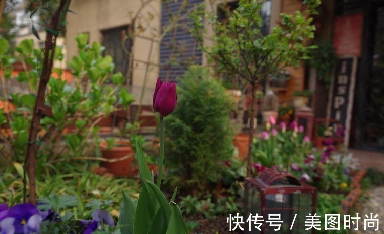 小院|荒废多年的80㎡小院,2年半时间打造成下沉式花园,太漂亮了!
