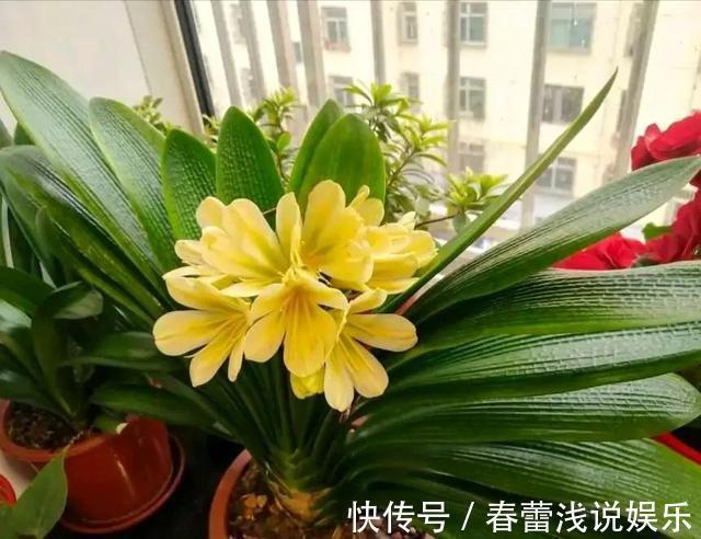 客厅|客厅最旺宅的6种花,一种比一种好养,一棵比一棵好看