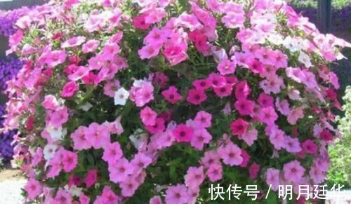 4种花漂亮又便宜,沾土就开花,开花爆盆很漂亮,越养越喜欢