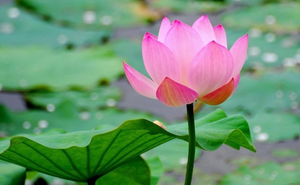 才女$多情才女爱上朝中大员,写了一首肉麻情诗试探他,有水平更有胆色