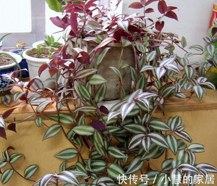 复合肥|公认的“12种耐阴花”,有点散光就能长,花叶俱美有格调