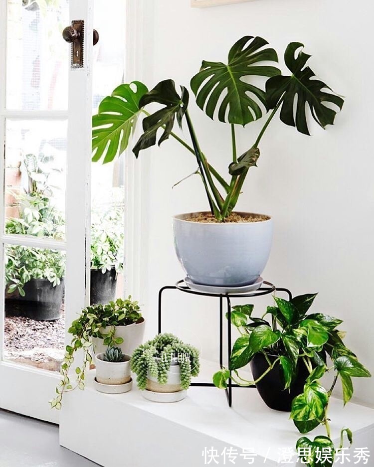 6种花,能养人,高档大气有品味,越养越有“好身体”