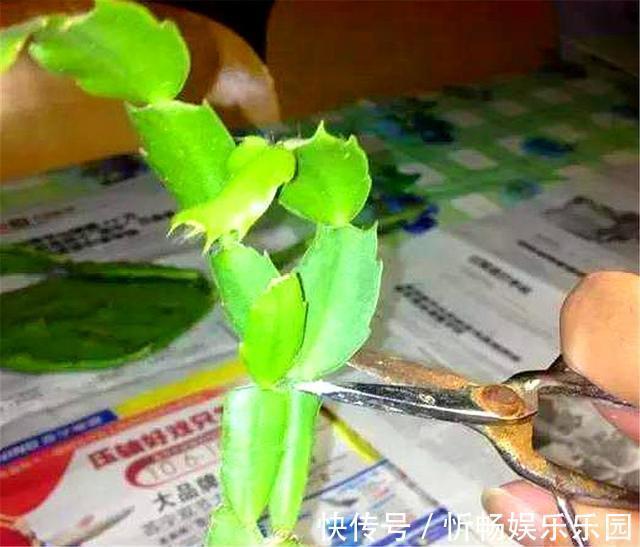 蟹爪兰花后养护很重要,仅仅修剪还不够,做好这4点,开花大又多