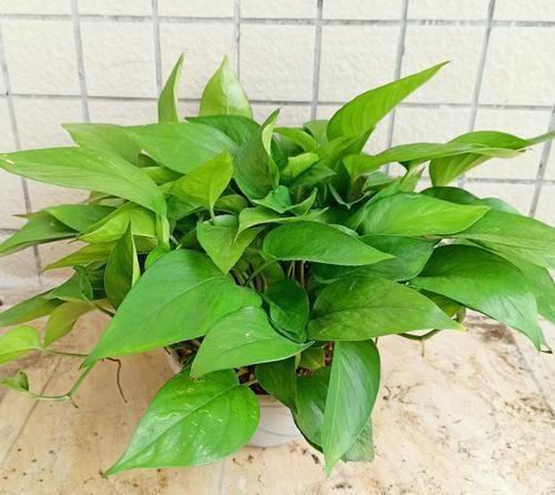 5种花平时怕太阳晒,而到了冬天刚好相反,要多晒太阳