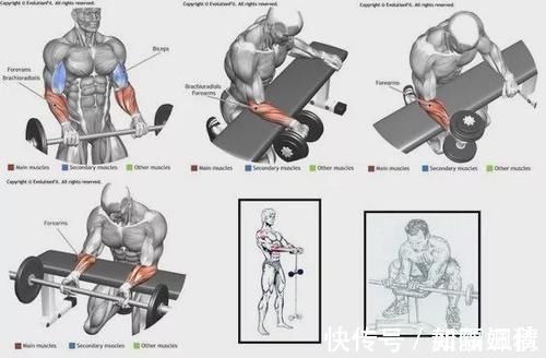 动作|健身房训练最全动作图谱，覆盖身体每个部位