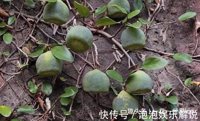 这东西，人称“鬼馒头”，维生素含量极高，野外遇见，切勿错过！
