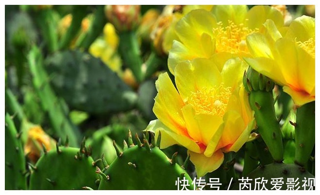 酸酸甜甜|长在农村墙头的野果,酸甜可口,想吃还得看缘分,有钱也难买到