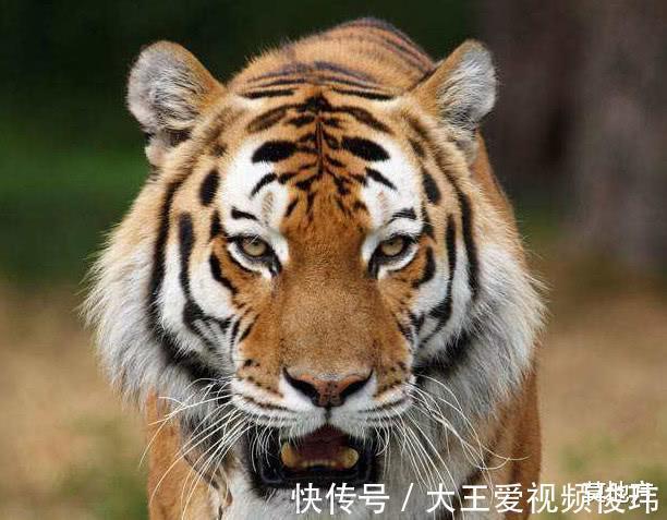 武松@李逵杀四虎毫不费力,武松打一只就累趴,莫非李逵能秒杀武松