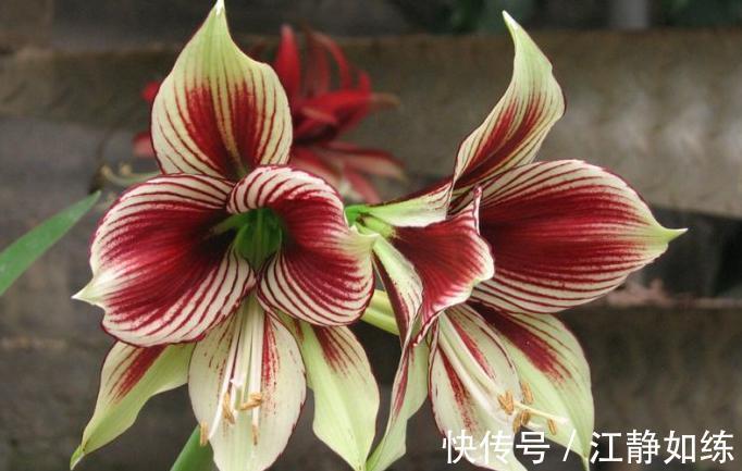 养花草十年了，朱顶红我只选这几种，好养还很好看