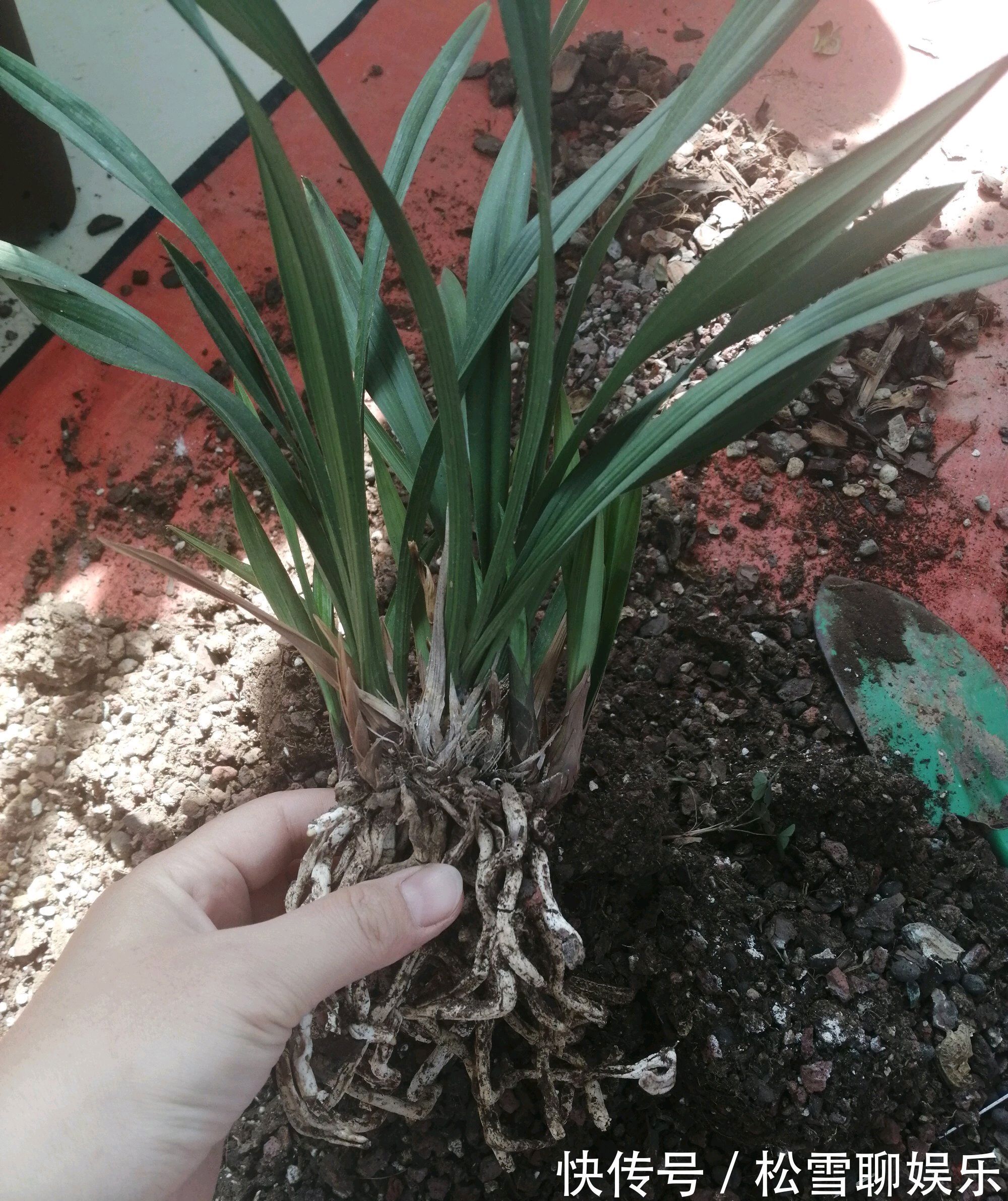 秋老虎天气你会给兰花浇水吗一不小心兰花就空根，半截水是祸端