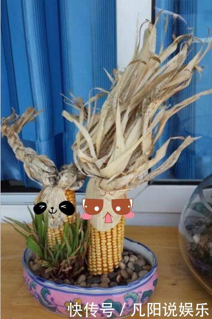 玉米棒子扔盆里,洒点水就发芽了,7天长一把绿苗!