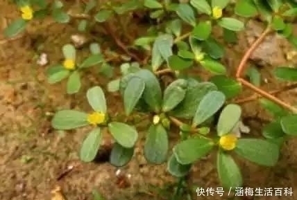白头发|长在农村田间的野草,是白头发的“死对头”,已经有人用来赚钱