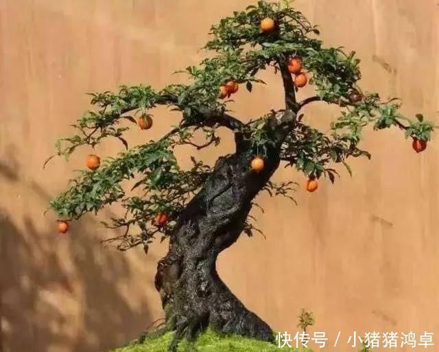 聪明人爱养这八种“守家树”,护宅吉祥保平安,养好了都是传家宝