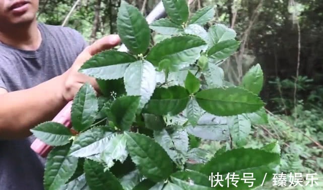 观音茶|长得漫山遍野的植物，城里人用来作盆栽，农民却说入药能治病抗癌