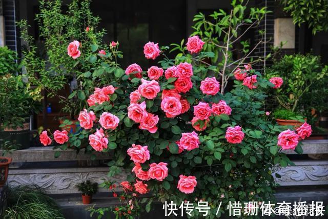 这6种花养好了，家里秒变花海，一年四季有花看！