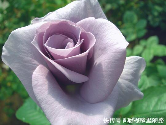 20款紫色月季品种。浓香、抗病非常好养,天然紫色唯美盛开