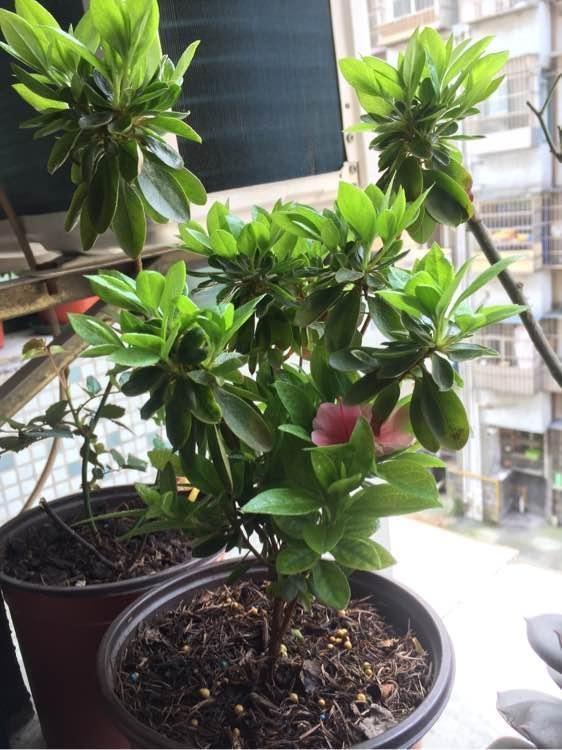 养花不开花，10天喷一次“它”，花苞翻倍，花满枝头