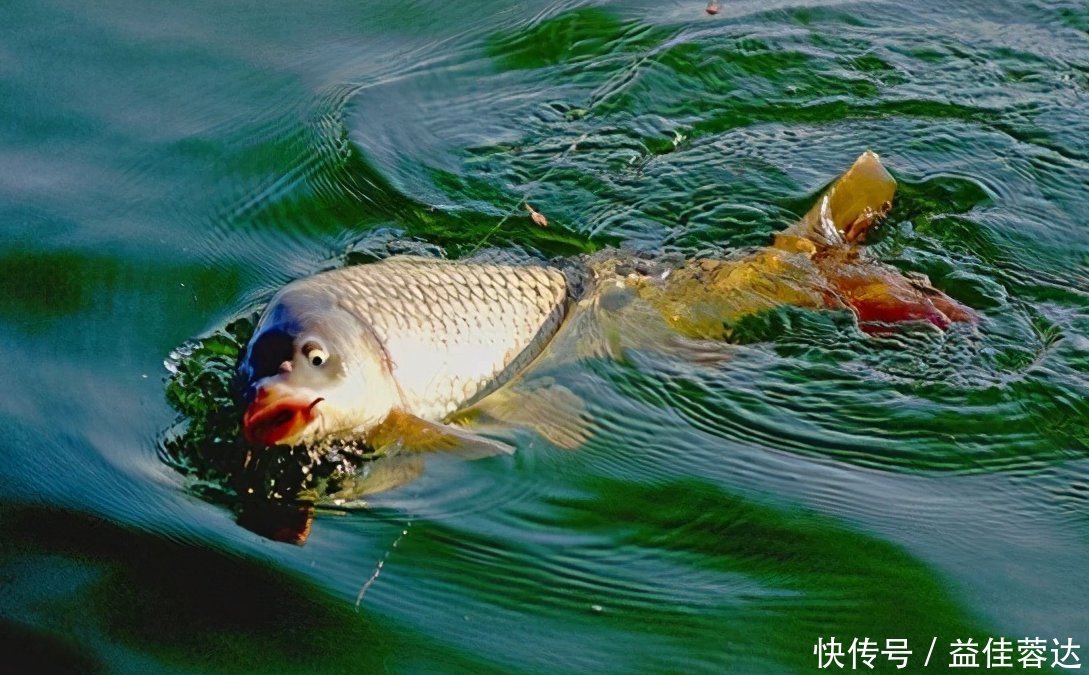 钓者|老钓手分享可以加快钓到大鲤鱼速度的方法，可以轻松搞定大鲤鱼！