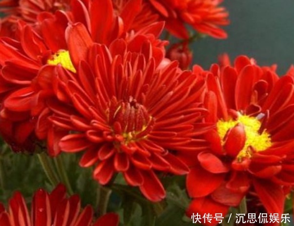 小红菊|新手养花,不如养盆花中精品“小红菊”,花色红艳似火