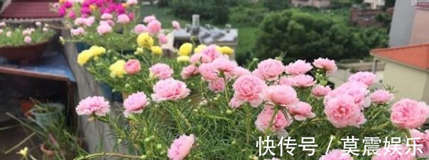 长根|还在花钱买花遇上“6种花”掐根枝回来,插到土里就活,很简单