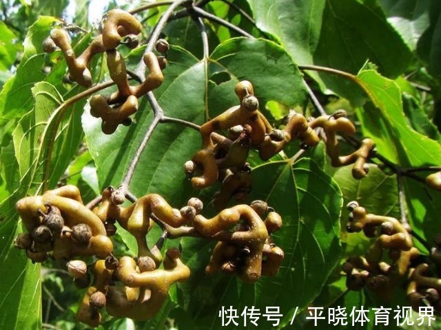 千杯不醉|一种长得像木头疙瘩的甜果,李时珍称它“千杯不醉”,越喝越霸气