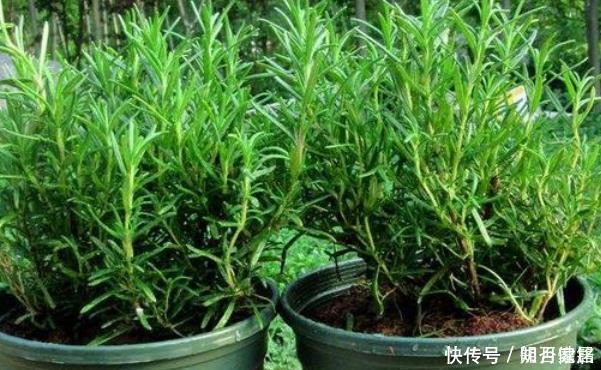 清香木|蚊子最害怕此3种花,房间里一定要放几盆,没想到蚊香钱都省了