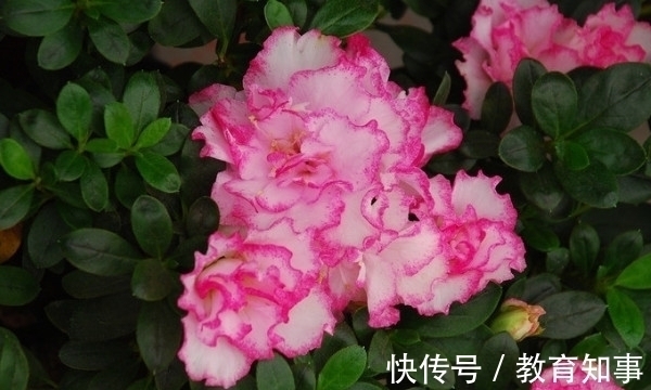 中国十大名花,代表着中国的精神文化内蕴,你都了解吗