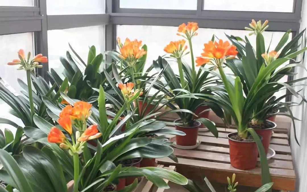 5种“耐寒花”,适合冬天养,多晒“少管”,爱开花