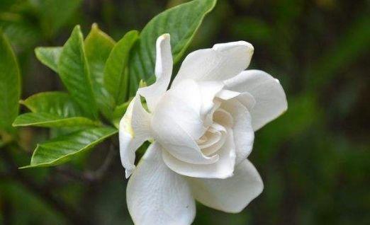 栀子花|秋冬养花选此4款,埋土里就能活,开花早花香浓