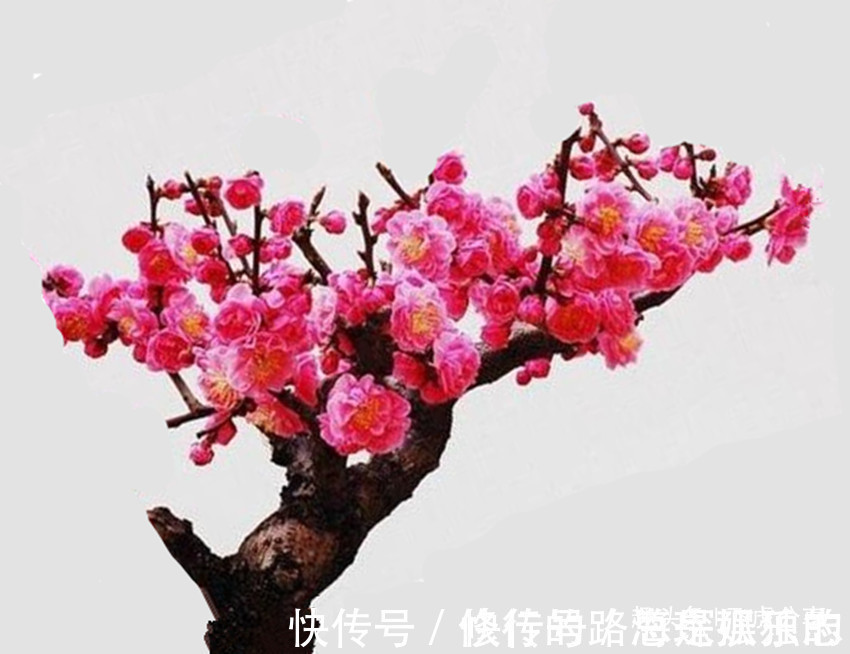花草|花中三绝和花草四雅，每一盆都飘逸俊秀、亭亭玉立，你家有吗