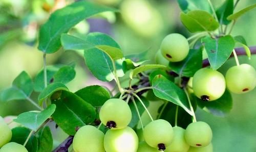 夏天|適合夏天吃的三種食物，美白護膚，延緩衰老，早吃早好！