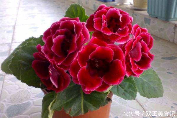 口红|这些花不用太多光,放在家里的阴处养,开花大朵真漂亮