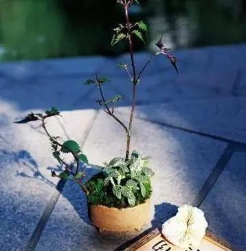 她把家里的破盘子改造成景观盆栽,不花一分钱