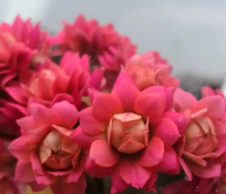 75个长寿花品种，一个比一个美，一起来认识一下吧！